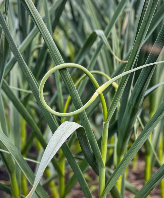 Curly green garlic scapes, the flowering stems of hardneck garlic, harvested fresh from the garden. 