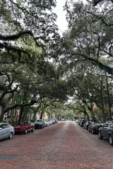 Live oaks draped in Spanish moss on a historic Savannah street, seen on a day trip from Charleston