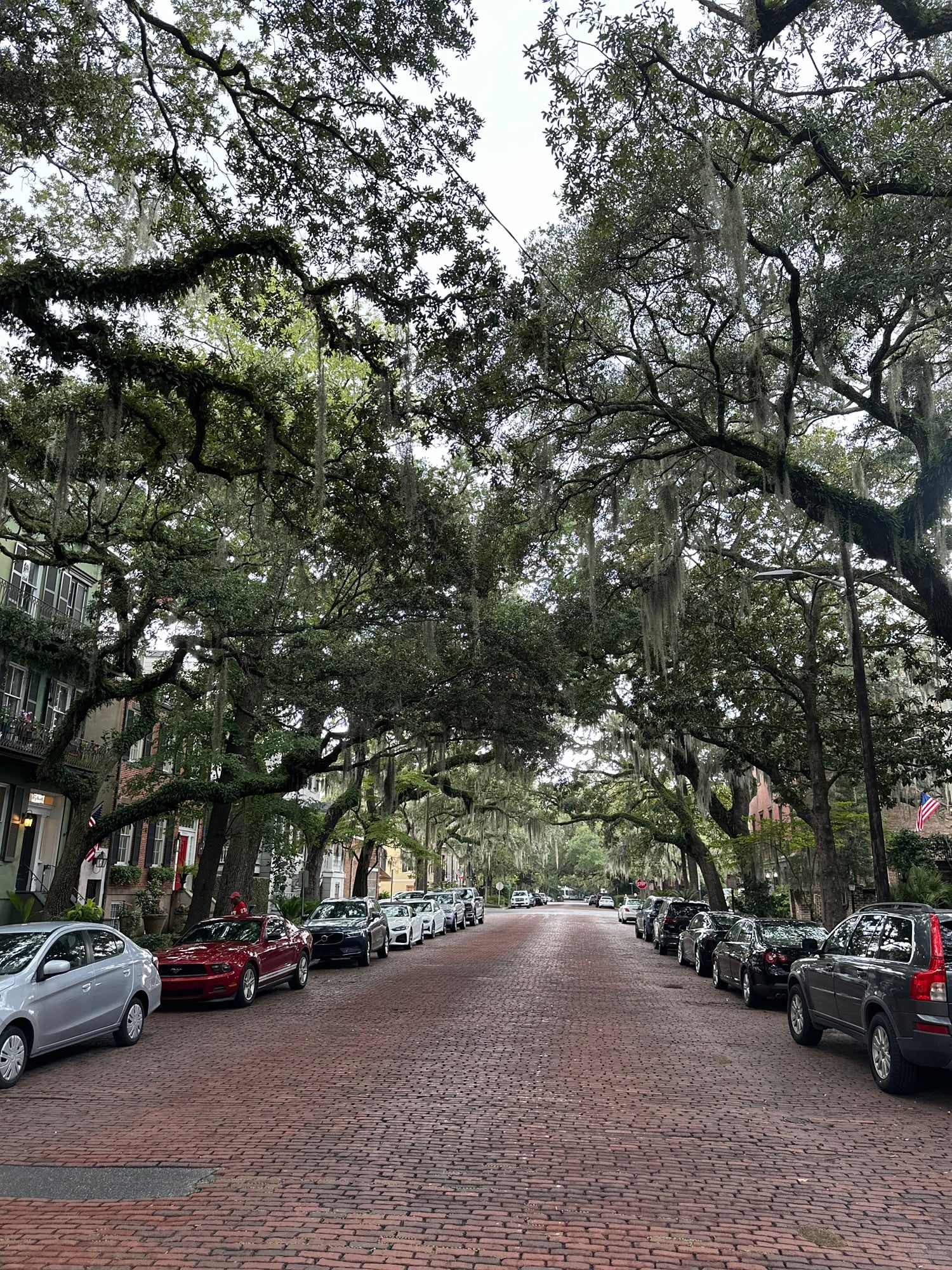 Live oaks draped in Spanish moss on a historic Savannah street, seen on a day trip from Charleston